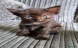 Mixed Breed cats for sale: Female Cat - Image 5