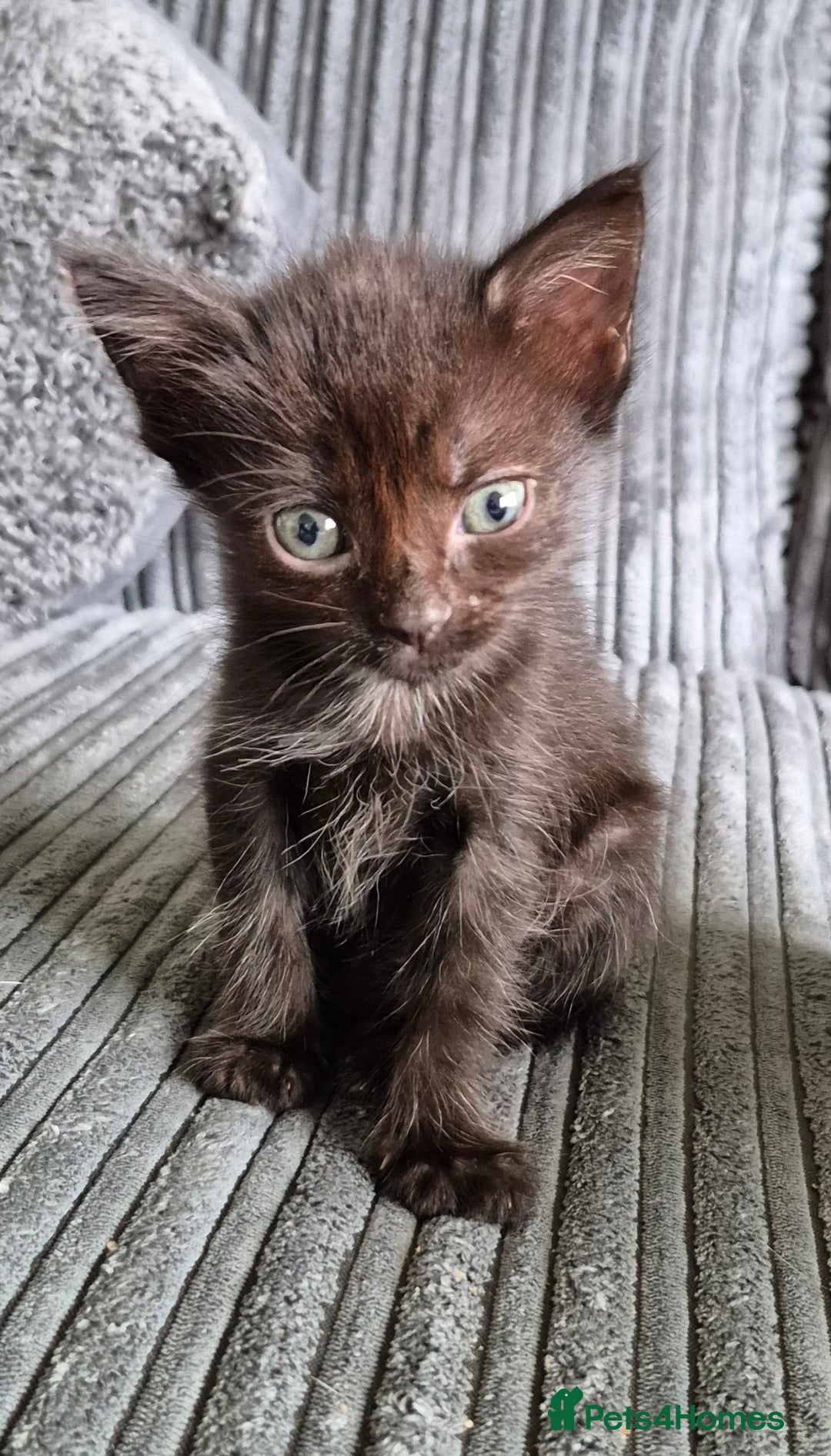Mixed Breed cats for sale: Female Cat - Image 5
