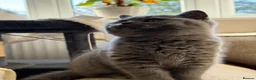 British Shorthair cats for sale: GCCF blue female now available... - Advert 8