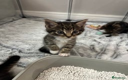 Domestic Shorthair cats for sale: Domestic short hair  - Image 1