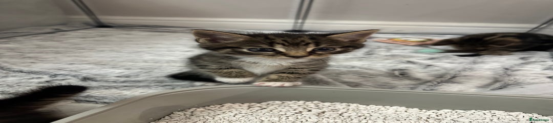 Domestic Shorthair Kitten 1