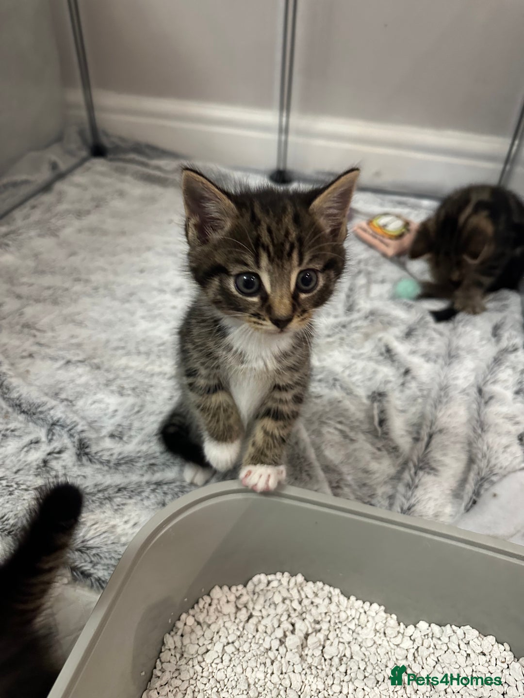 Domestic Shorthair cats for sale: Domestic short hair  - Image 1