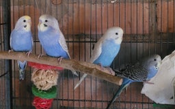 Budgerigars birds for sale: Baby Budgies  - Image 3