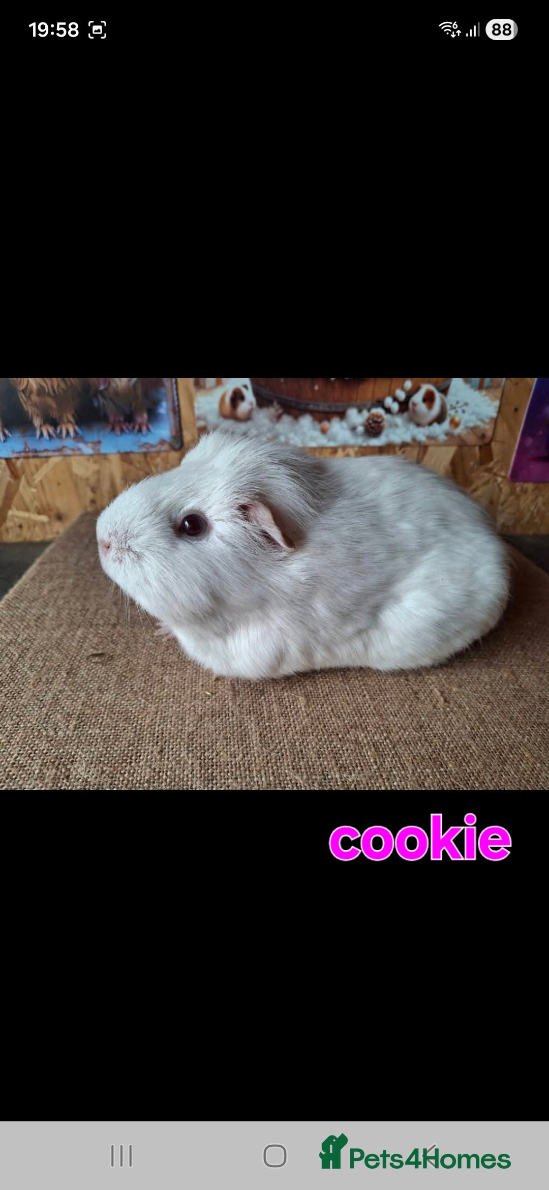 Guinea Pig rodents for sale: Lunkarya - Advert 8