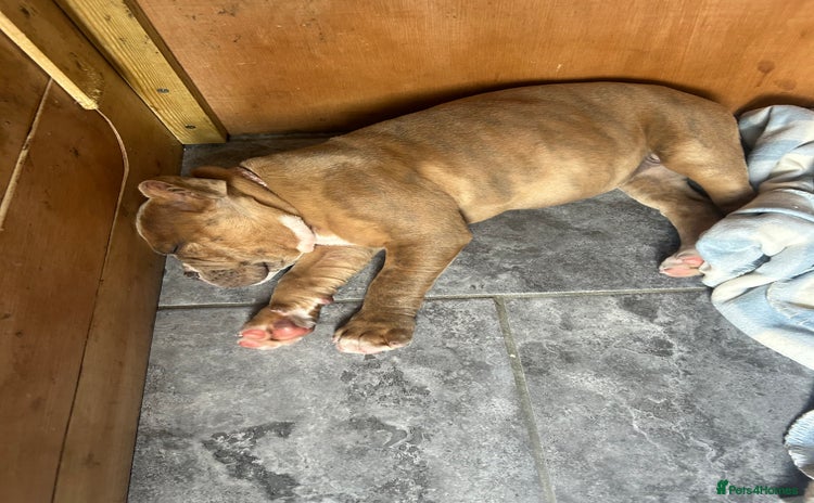 Olde English Bulldogge dogs in Southampton - Advert 3