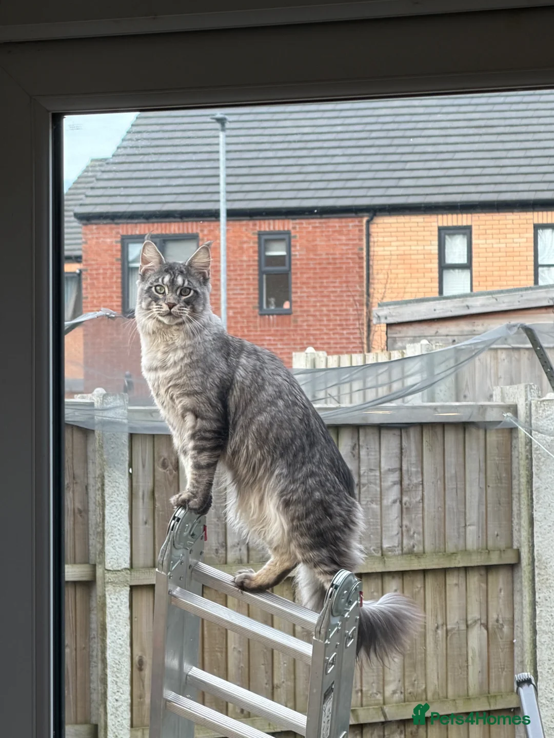 Maine Coon cats for stud: Mainecoon stud in Castleford - Advert 6