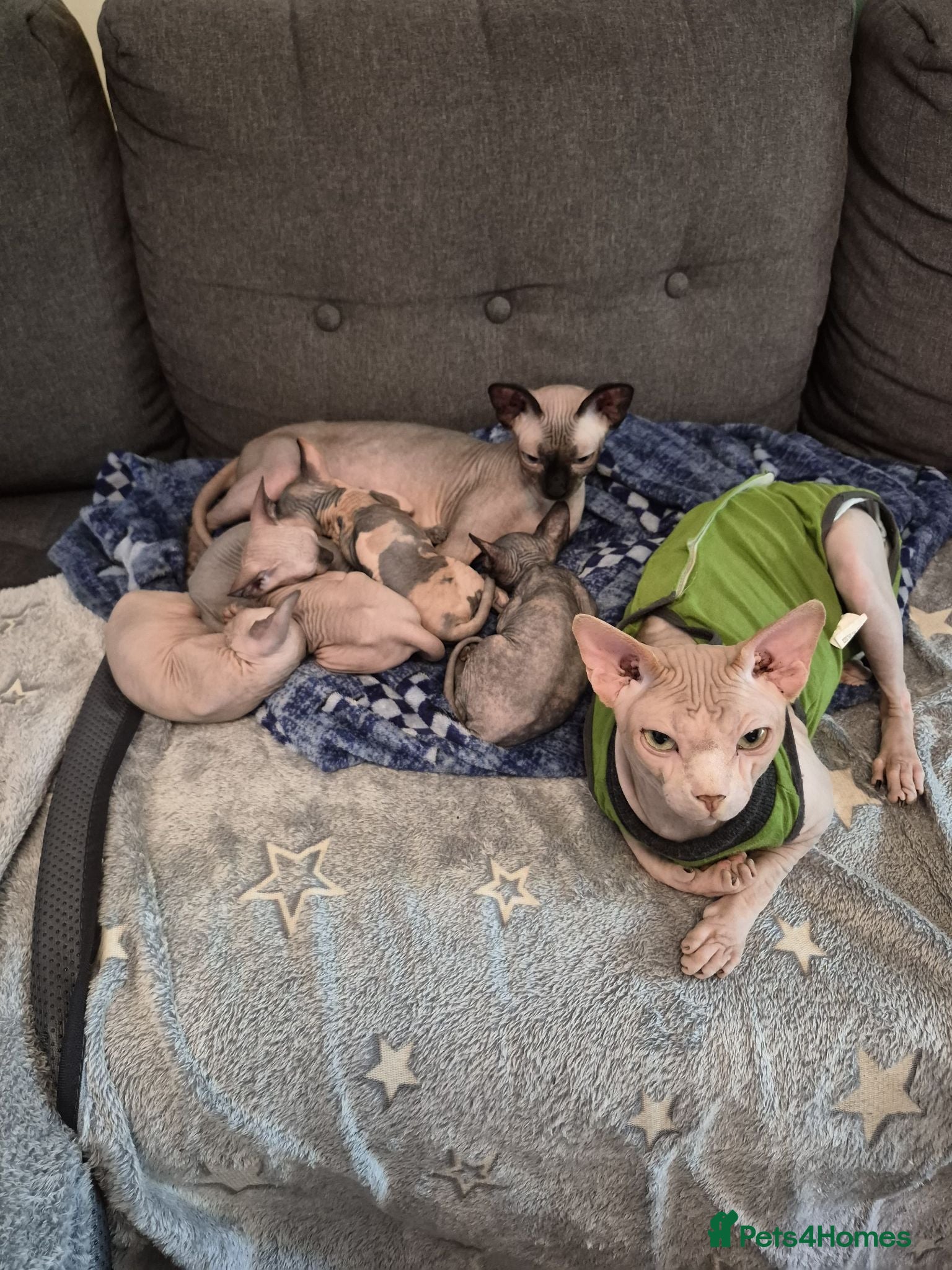 Sphynx cats Canadian sphynx kittens looking for home - Advert 1
