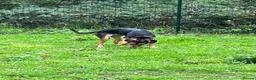 Mixed Breed dogs for adoption: Moca needs a loving home  - Advert 9