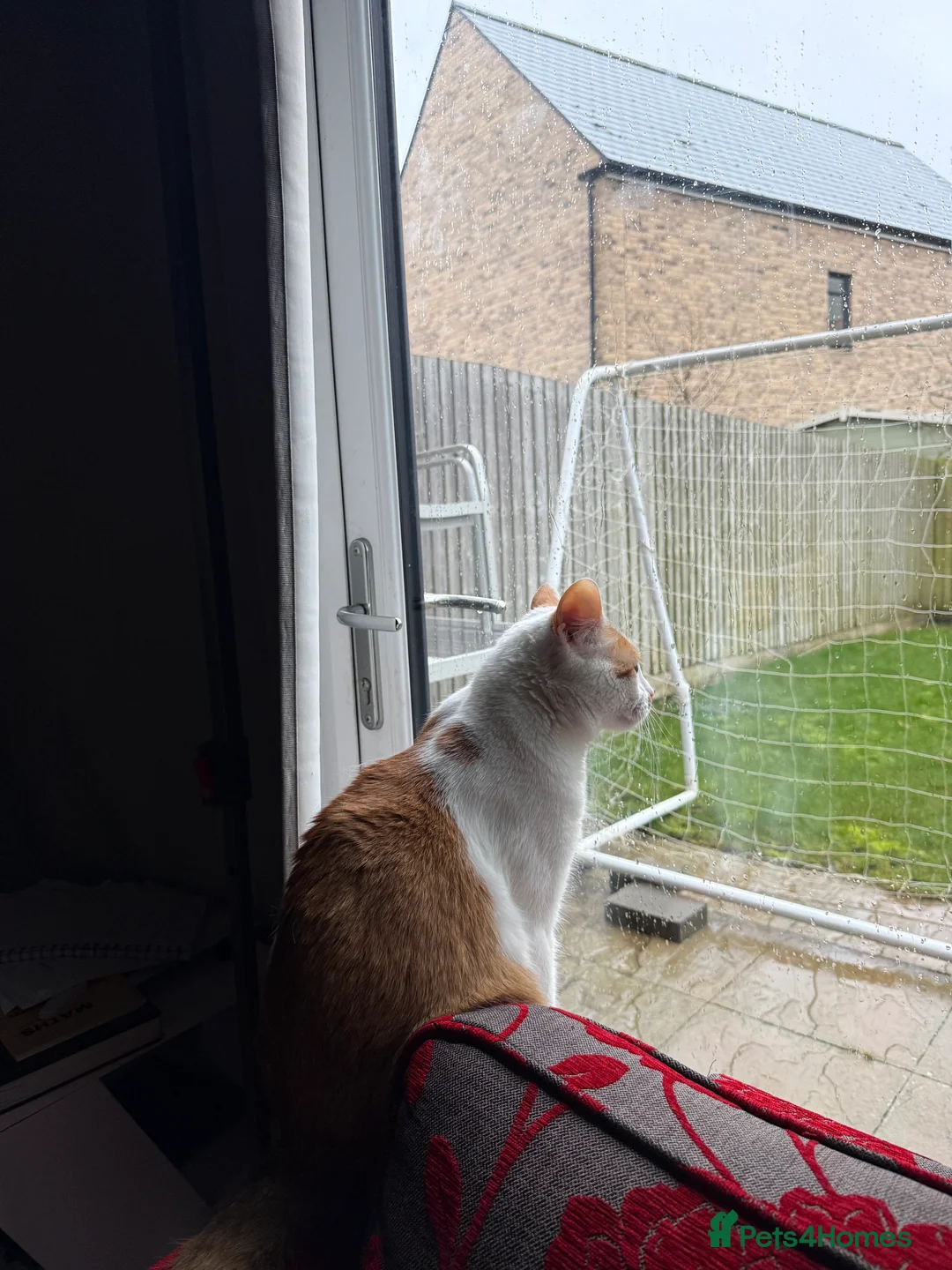 British Shorthair cats for sale: Lovely 2 years white and ginger cat - Advert 5