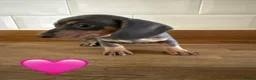 Miniature Dachshund dogs for sale: Beautiful Dapples 5 Star Licensed 5 Star reviews  - Advert 3