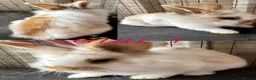Mini Lion Lop rabbits for sale: lion lops  - Advert 6