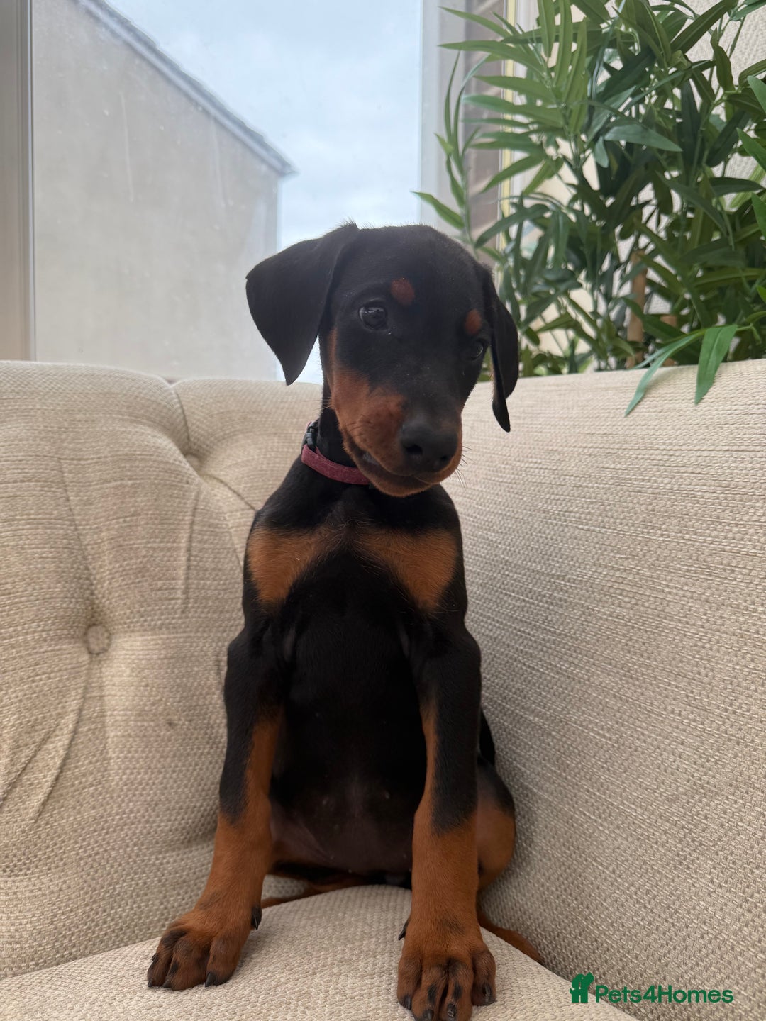 Dobermann dogs for sale: Healthy chunky European Doberman puppies - Image 12