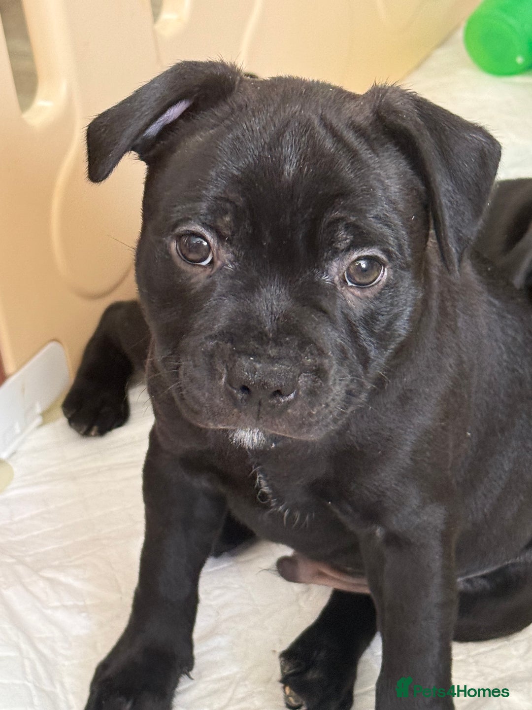 Staffordshire Bull Terrier dogs for sale: Stunning Staffordshire Bull Terrier pups   in Farnborough - Image 31