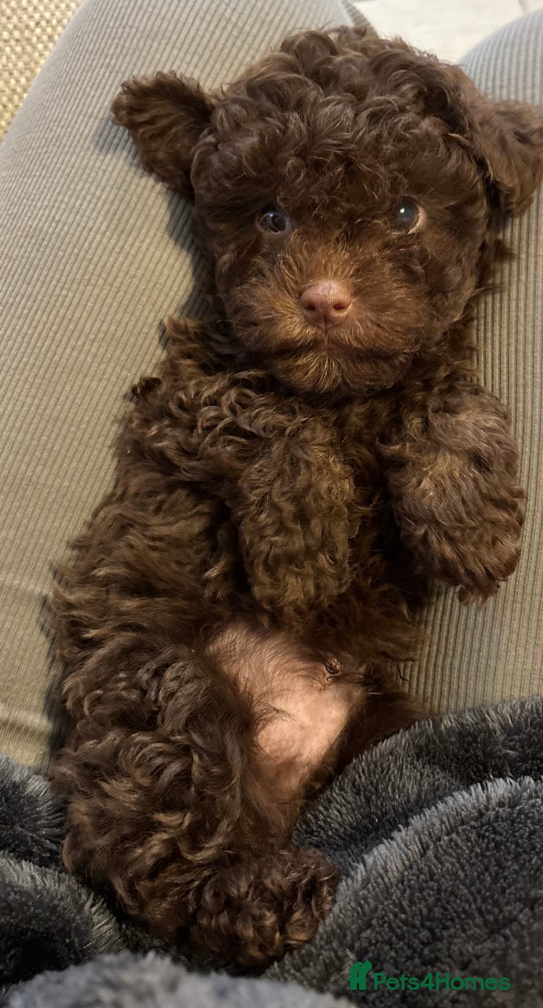 Yorkiepoo dogs for sale: Health Tested Chocolate Brown Yorkipoo  - Advert 1