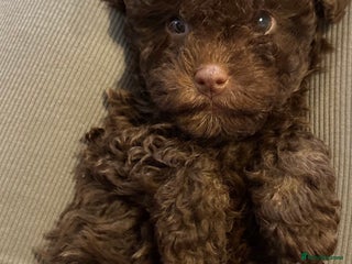 Yorkiepoo dogs Health Tested Chocolate Brown Yorkipoo - Advert 7