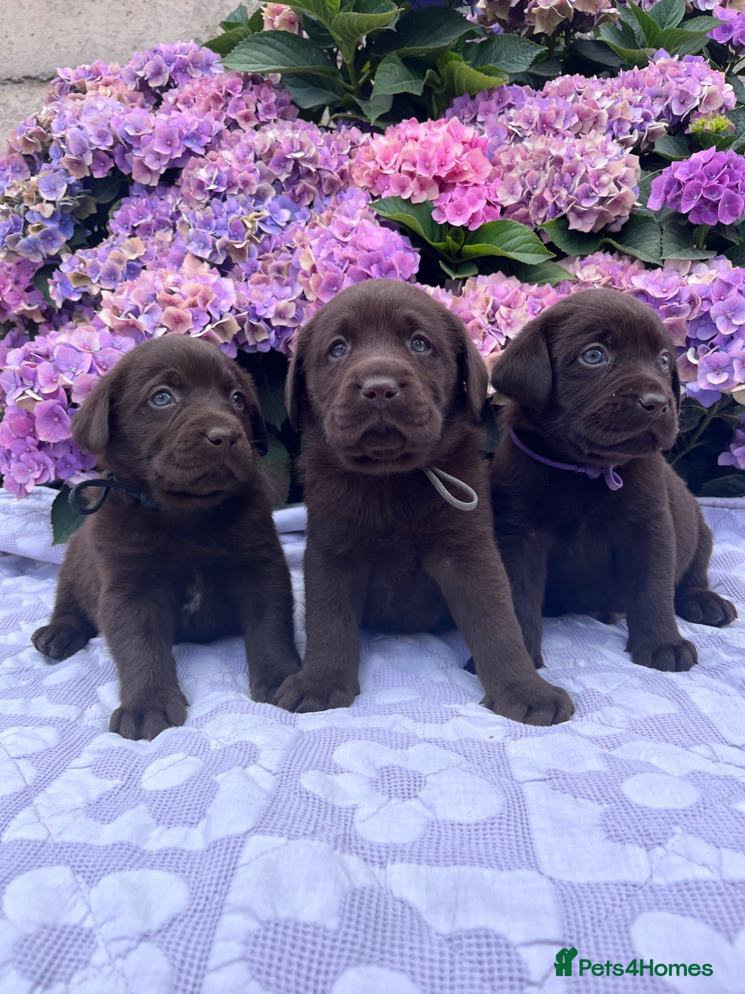 Labrador Retriever dogs Chocolate Labs Extenively health Tested  - Advert 1