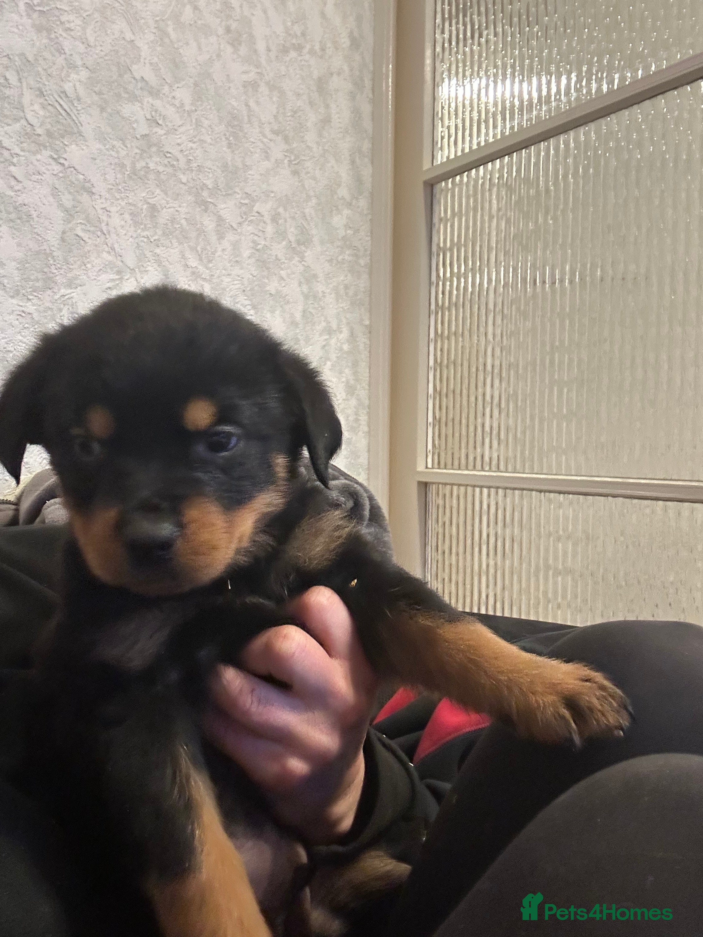 Rottweiler dogs Returned Kc reg Rottweiler girl . 4 months  - Advert 8