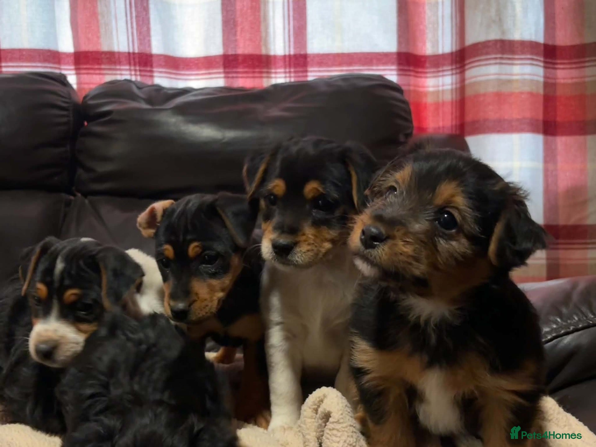 Jack Russell dogs for sale: 🐶 PURE JACK RUSSELL PUPPIES FOR SALE - Advert 11