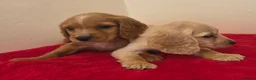 Cocker Spaniel dogs for sale: 2 working cocker pups  - Advert 2