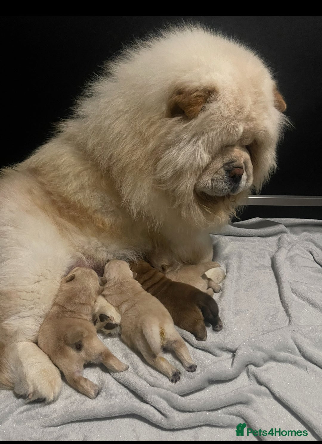 Chow Chow dogs for sale: 🧸🧸Beautiful chow chow puppies 🧸🧸 - Advert 4