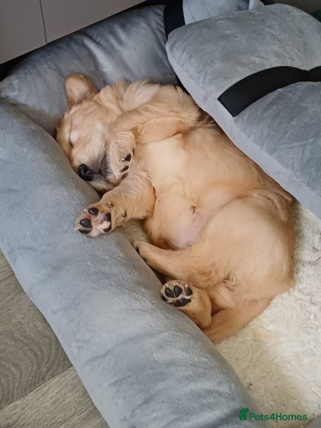 Golden Retriever dogs for sale: Golden retrievers  - Advert 4