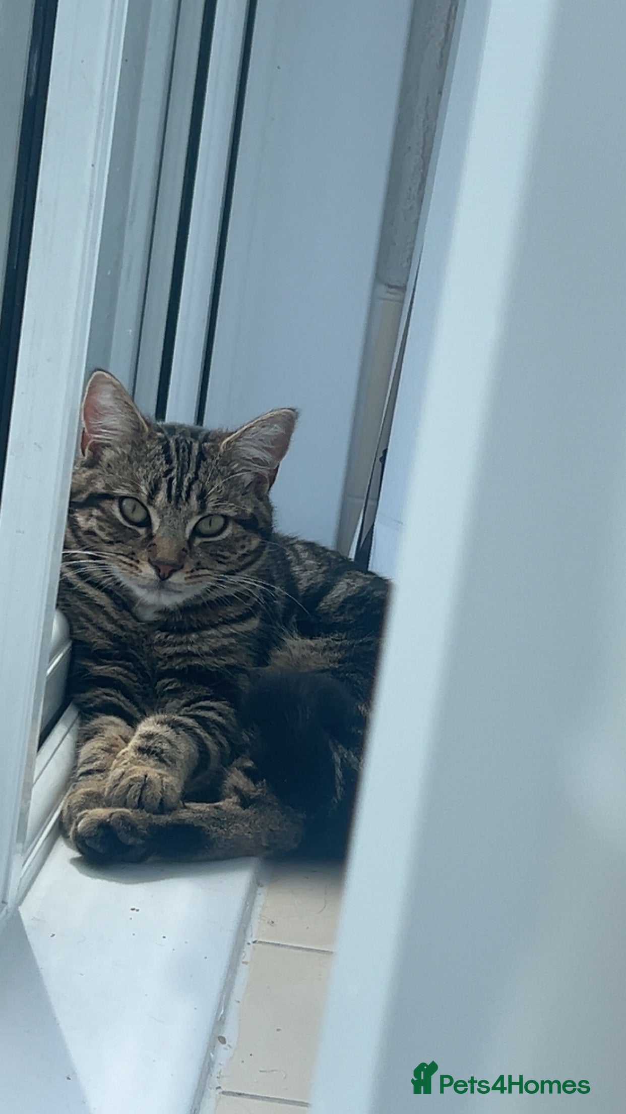 British Shorthair cats cats for sale  - Advert 1