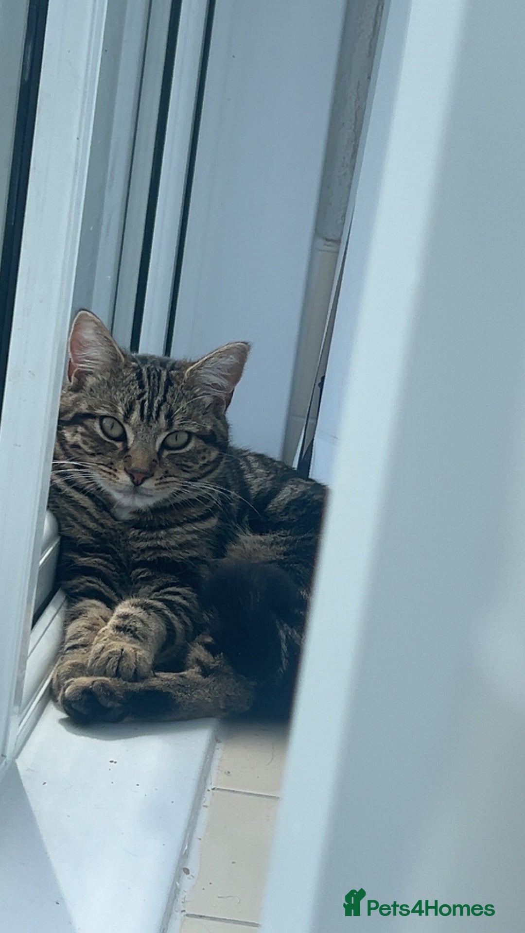 British Shorthair cats for sale: cats for sale  - Image 1