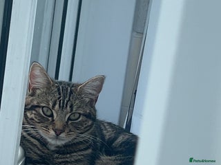 British Shorthair cats - Advert 27