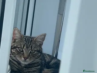 British Shorthair cats cats for sale - Advert 1