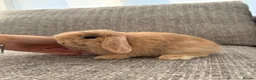 Mini Lop rabbits for sale: Mini lop Bunnies  - Advert 5