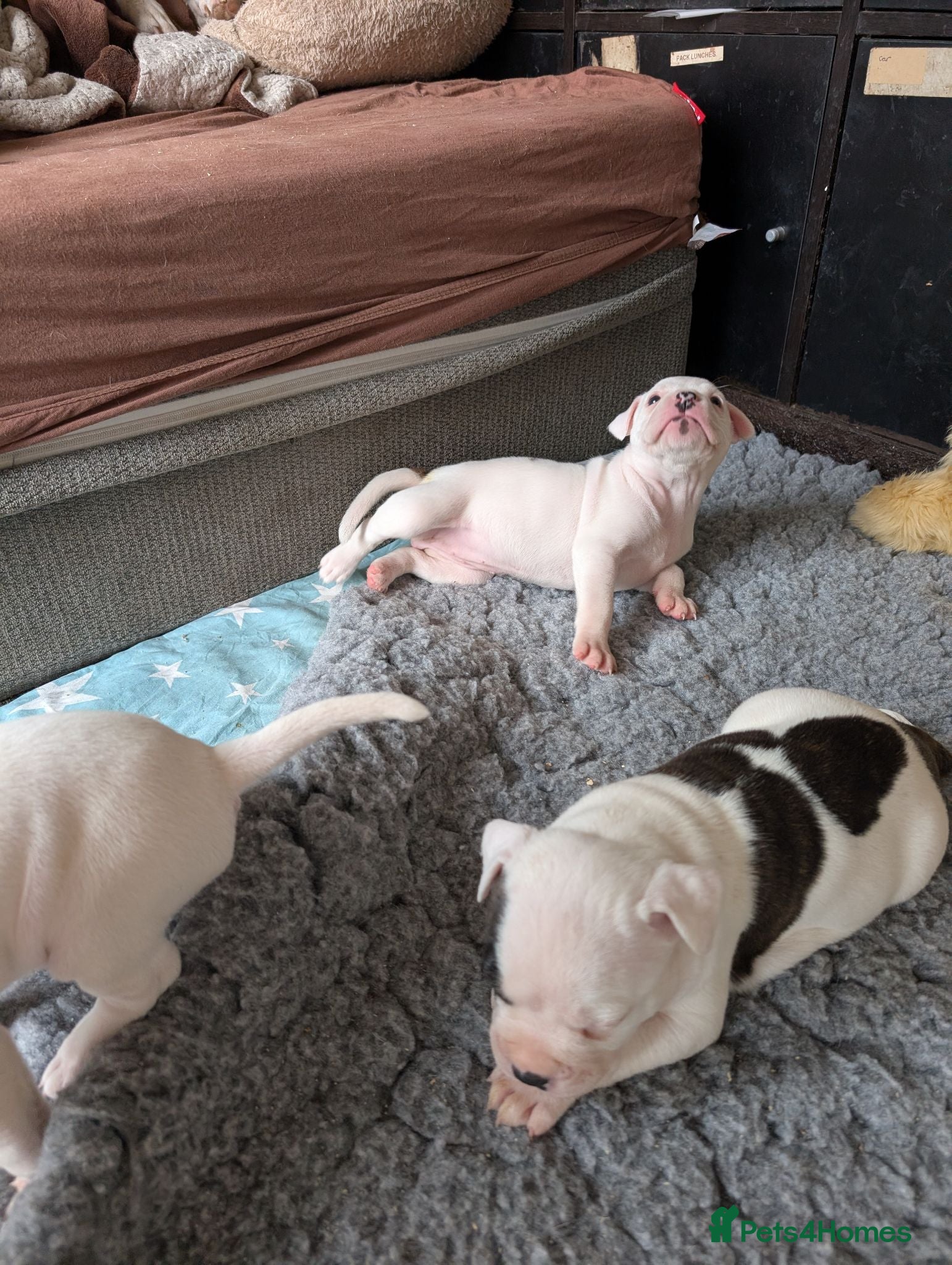 American Bulldog dogs for sale: American bulldog puppies - Advert 1
