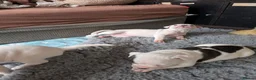 American Bulldog dogs for sale: American bulldog puppies - Advert 1