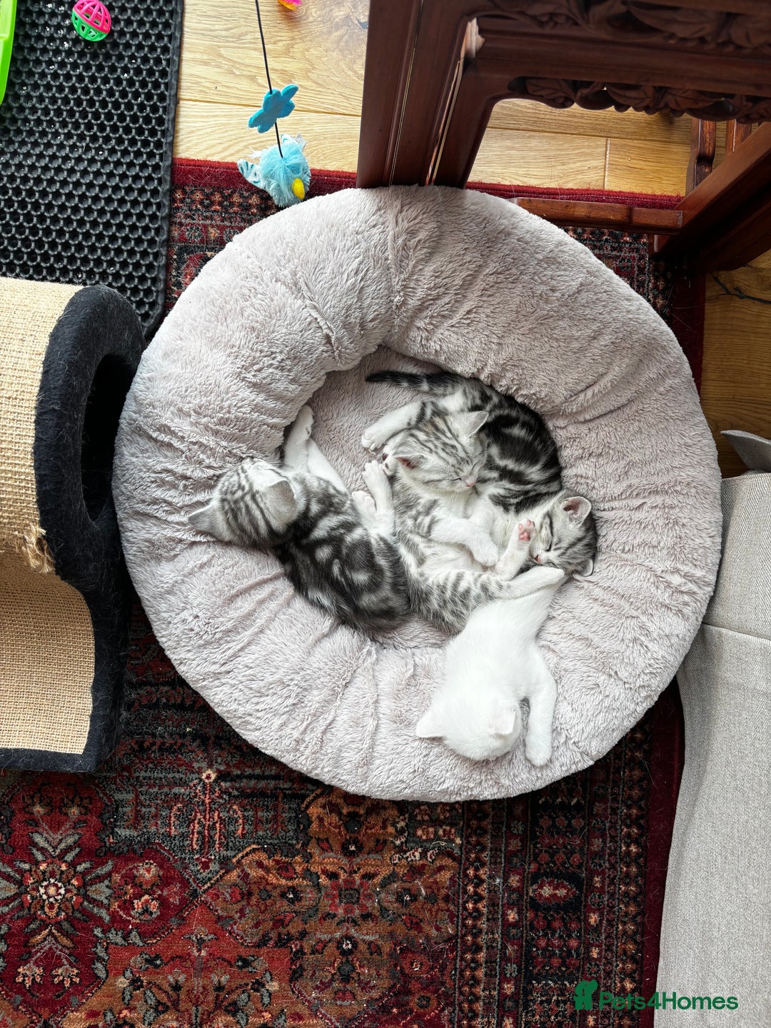 British Shorthair cats for sale: Beautiful British Shorthair/Turkish Angora Kittens - Image 2