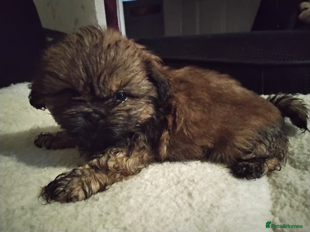 Shih Tzu dogs for sale: Quality Half Imperial Shitzu Puppies.  - Image 10