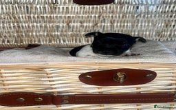 Jack Russell dogs for sale: Miniature Jackrussle  - Image 3
