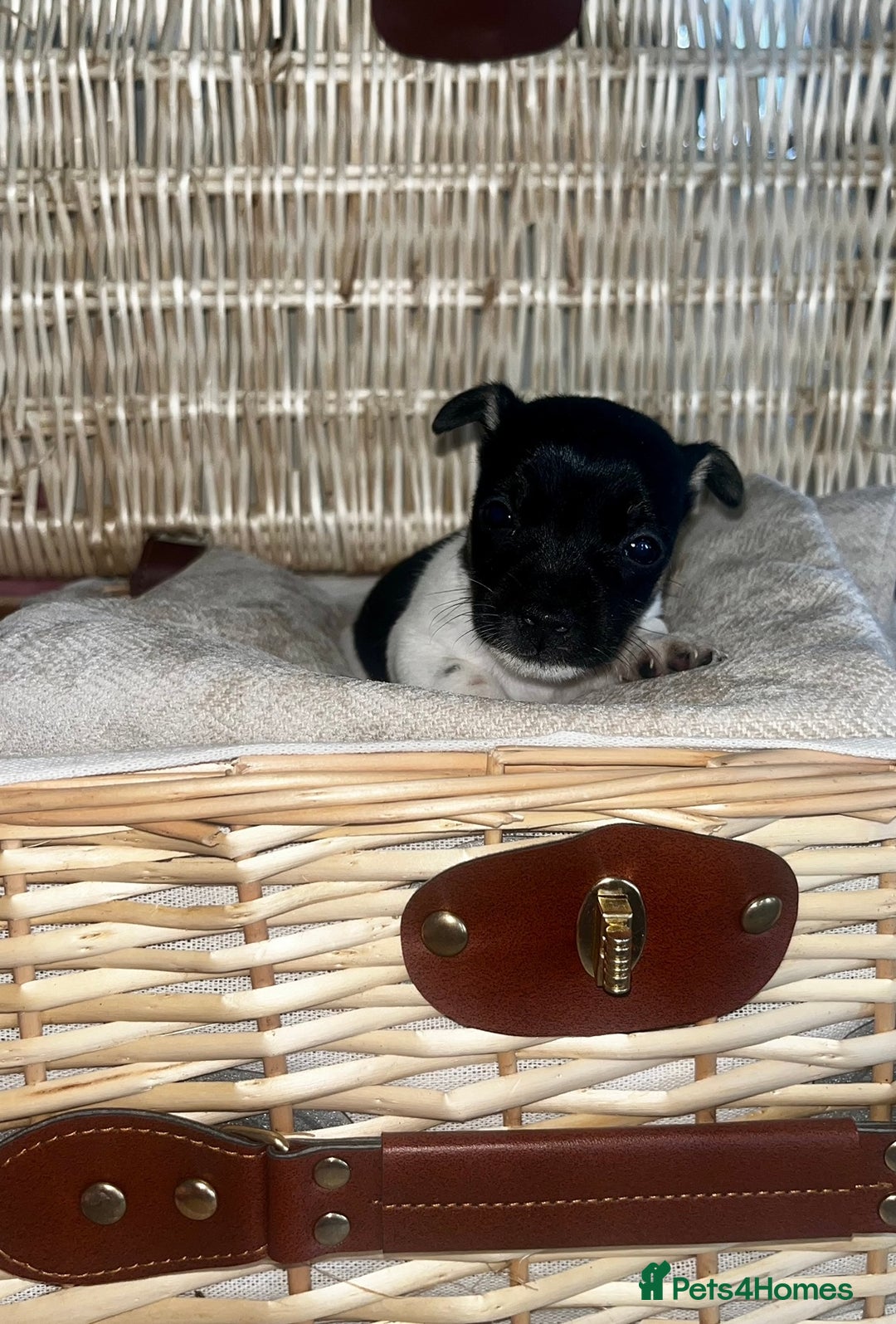 Jack Russell dogs for sale: Miniature Jackrussle  - Image 3