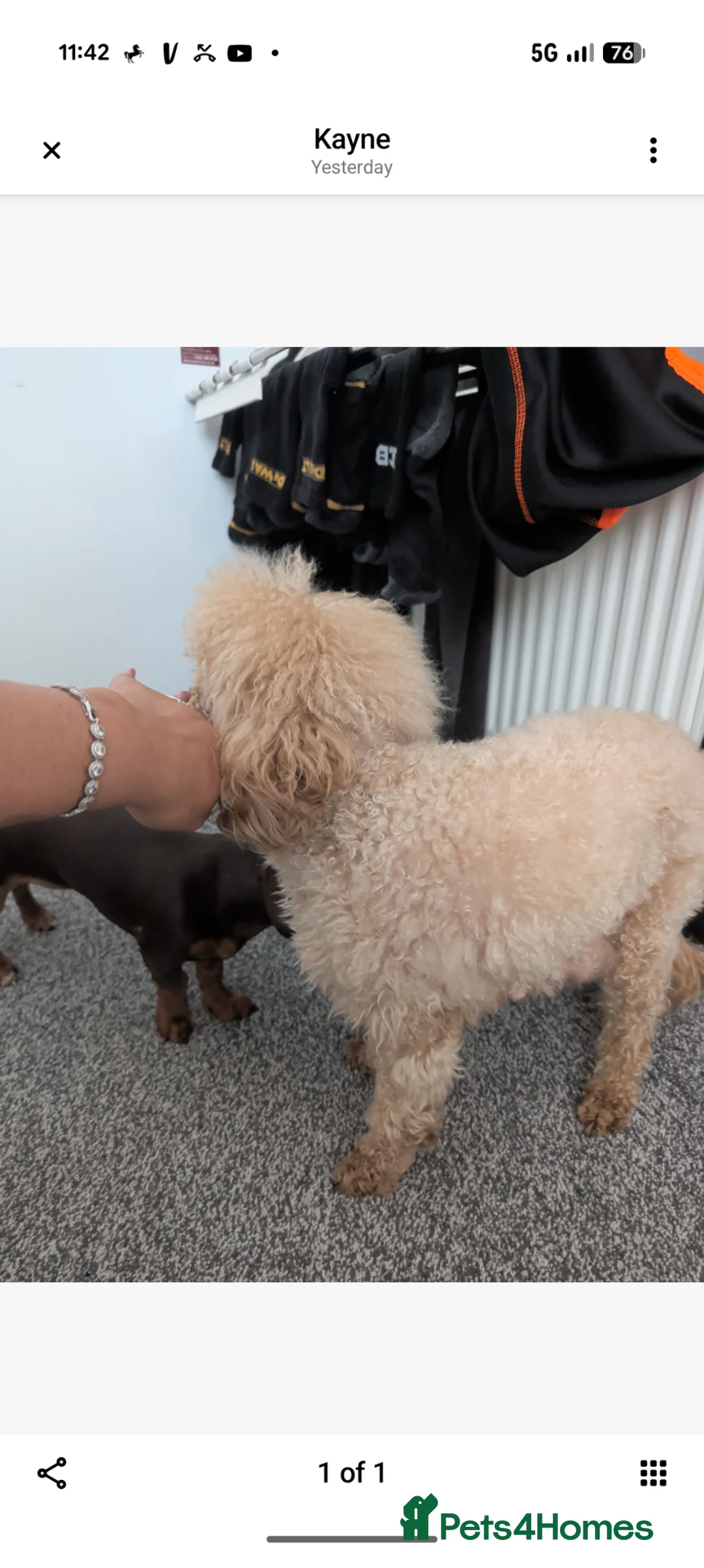 Miniature Poodle dogs for sale: Miniature poodles puppys  - Advert 2