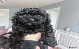 Cockapoo dogs for sale: 5 black cockapoos - Image 15