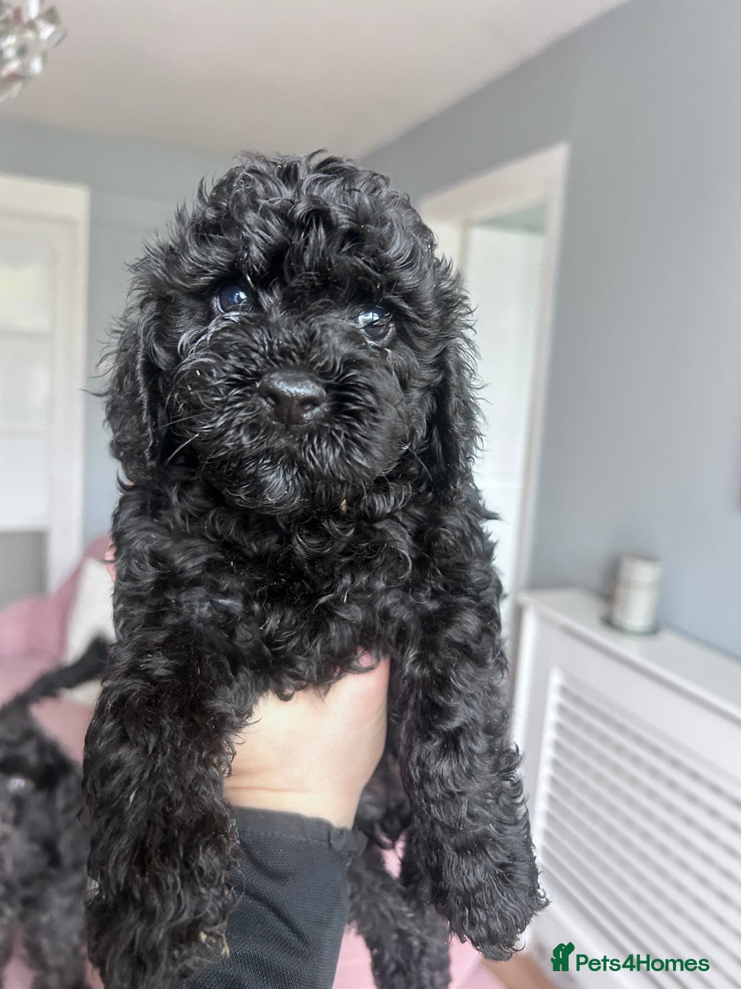 Cockapoo dogs for sale: 5 black cockapoos - Image 15
