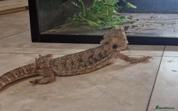 Bearded Dragon reptiles for sale: Stunning 1 yr old male bearded dragon - Image 3