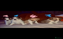 Jack Russell dogs for sale: Jack Russell  - Image 5
