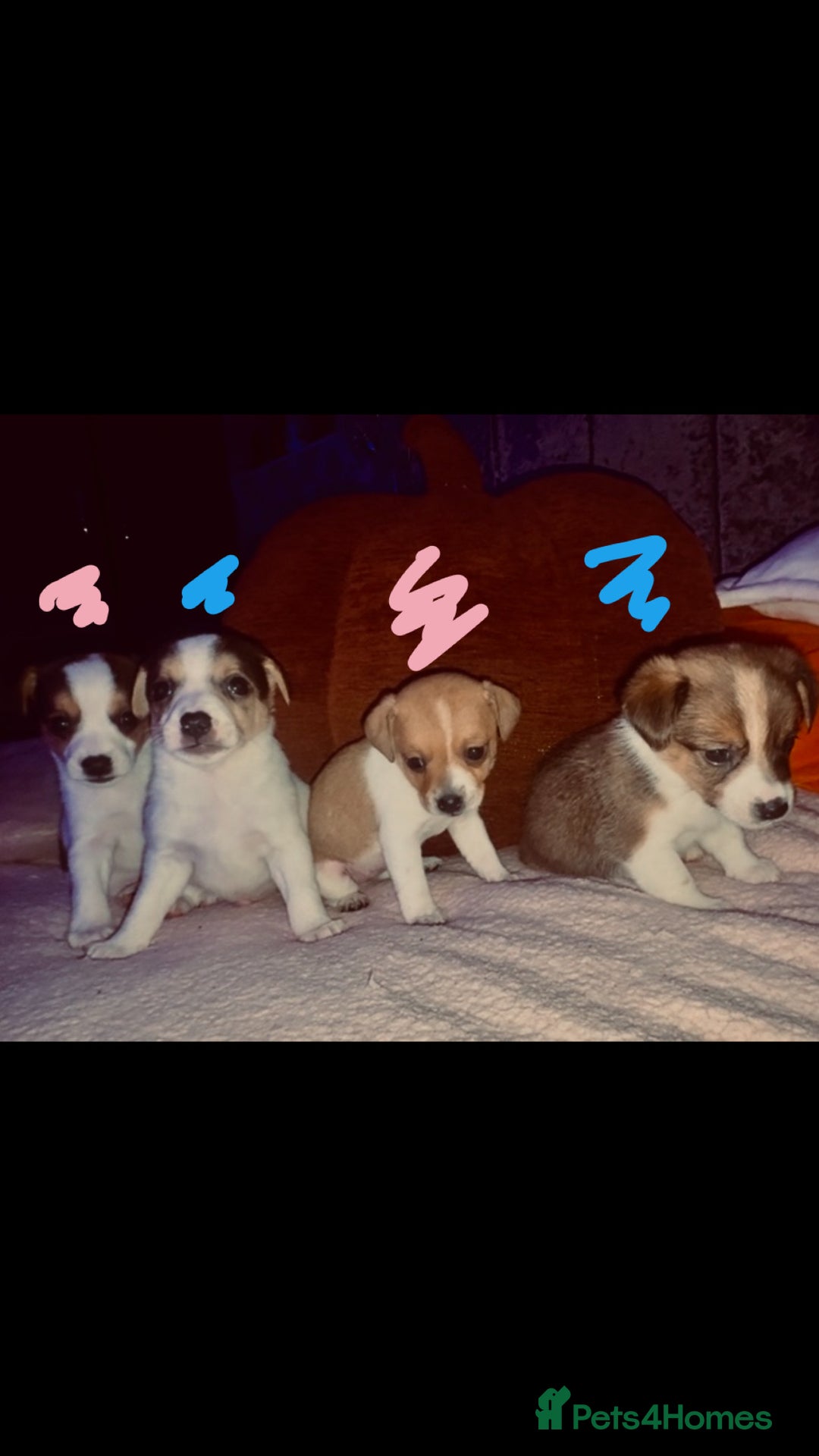 Jack Russell dogs for sale: Jack Russell  - Image 5