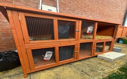 Mini Lion Lop rabbits for sale: 2 male mini lion lop bunnies  - Image 10