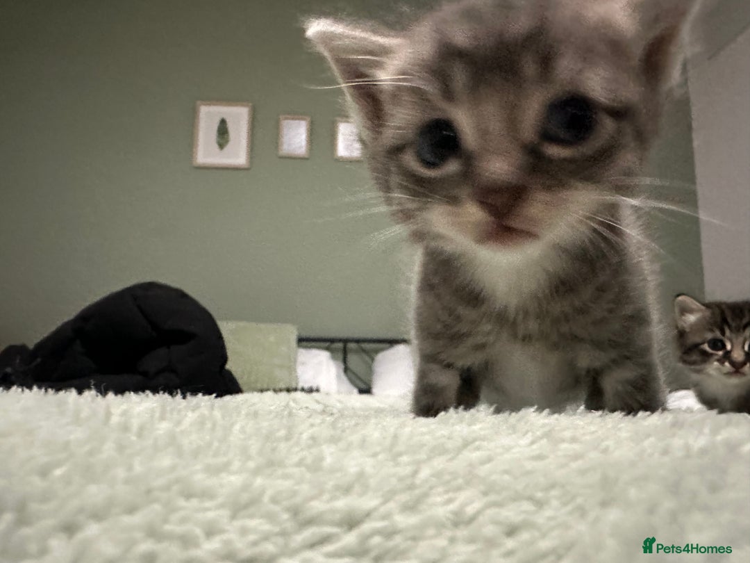 Brazilian Shorthair cats for sale: Kittens for sale  - Image 9