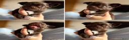 Chihuahua dogs for sale: 3 beautiful KC babies  - Advert 12