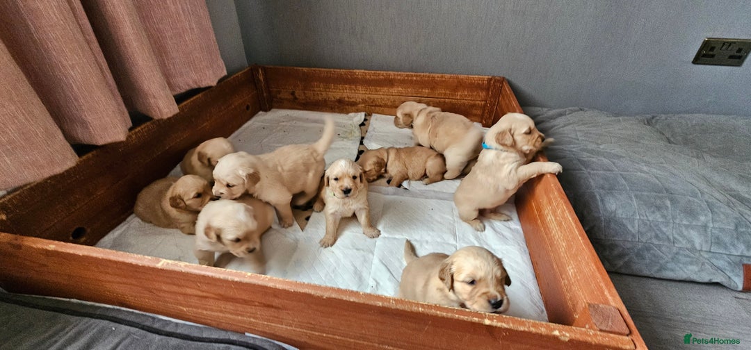 Golden Retriever dogs for sale:  golden retriever pups - Advert 33