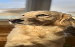 Golden Retriever dogs for sale: Stunning golden retriever babies - Image 2