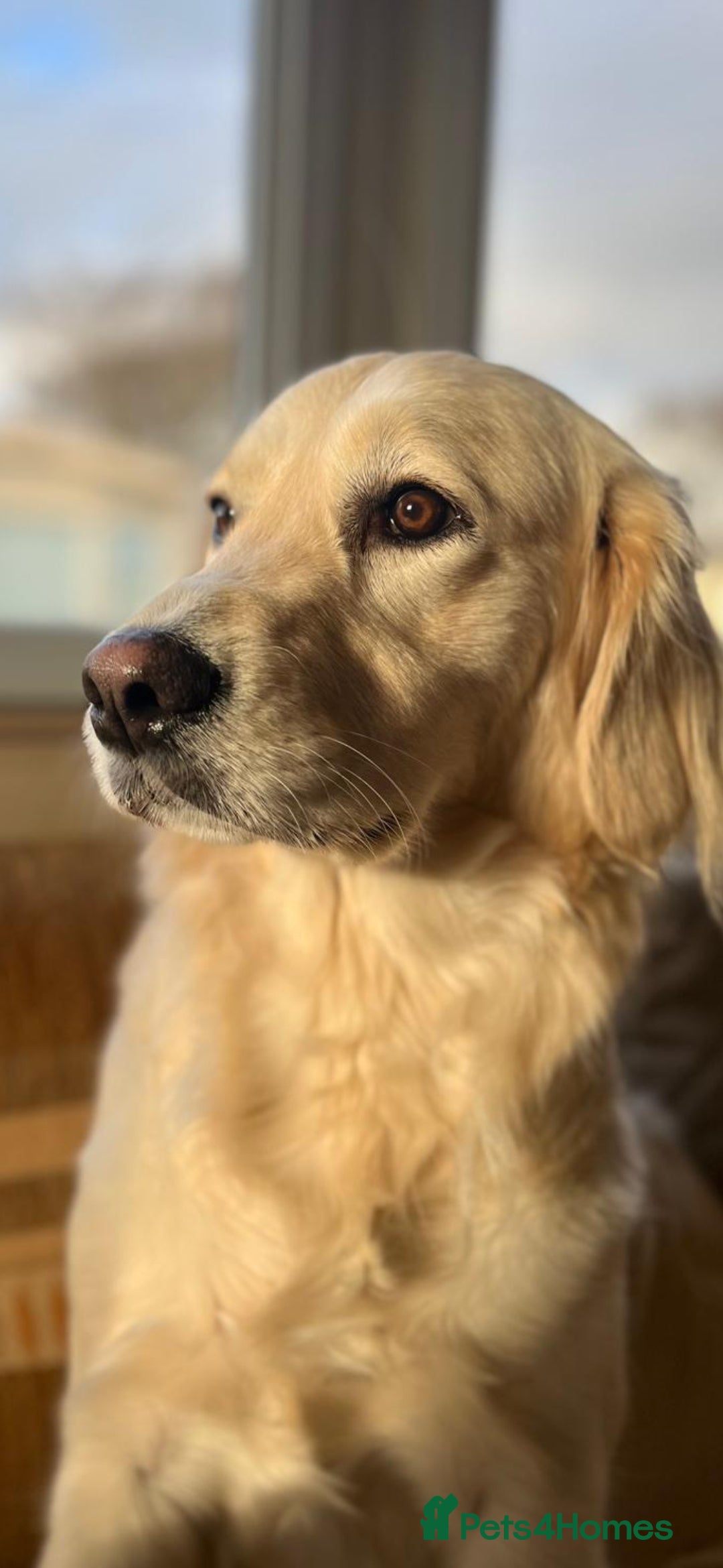 Golden Retriever dogs for sale: Stunning golden retriever babies - Image 2