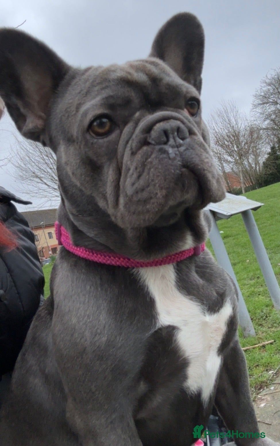 French Bulldog dogs French bulldog - Advert 7