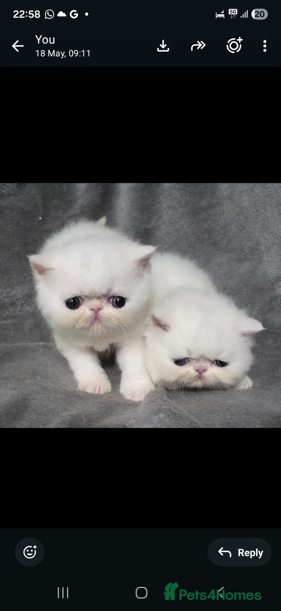 Exotic cats Exotic white shorthair persian 1 boy, 1 girl - Advert 2